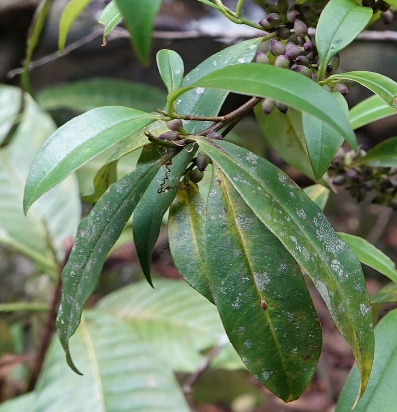 Rapanea faberi, D. Boufford 44108--China. Yunnan. Lao jun Shan. 30 Apr 2018. DSC00424 (301).JPG