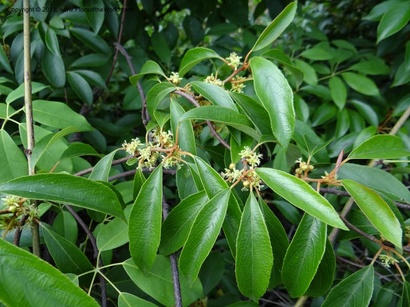 Actinidia lanceolata, Davidson, C 1205287--China. Zhejiang Prov. Shunxi Village. 28 May 2012. DSC00348 (91).JPG