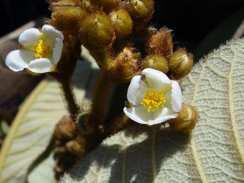 Saurauia sp. unk., Martinez-Melendez, M 427--Mexico, Chiapas, Palenque-Ocosingo 17 Feb 2012  3225 (13).JPG