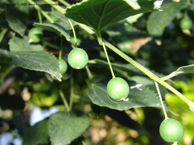 Celtis caucasica--Georgia. Gareji Monastery complex, Gareji Steppe. 9  Jun 05. 341.jpg