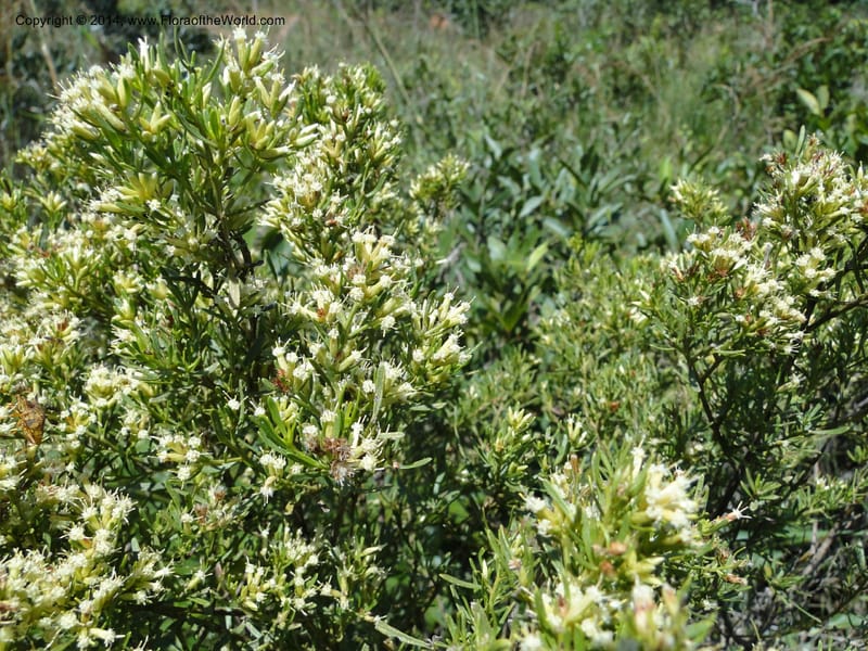 Baccharis pseudotenuifolia, Stevens, W.D. 31064, Cerro Cora, 15 Mar 2011 1370 (4).JPG