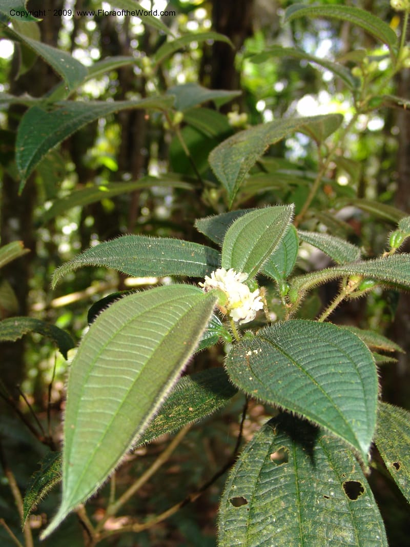 Tococa, DNeill15936--Ecuador. Prv. Zam. Ch. C del Condor. Wawaime plot. 22 Sep 07. 164.jpg