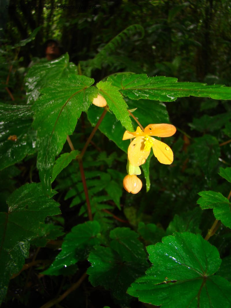 Begonia sutherlandii, RGereau7014--Tanz. Mbeya Rural Distr. Ngozi Crater. 26 Jan 08. 204.jpg