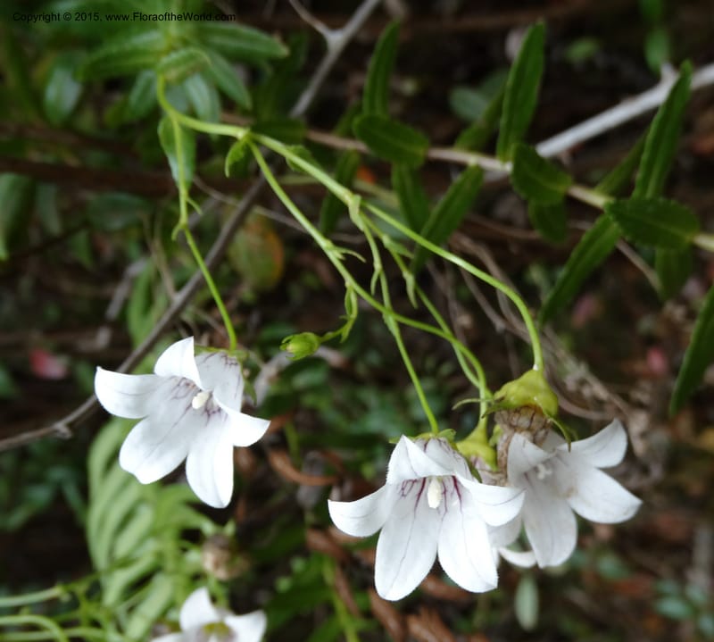 Wahlenbergia fernandeziana, Ricci, M 554.15--Chile. Juan Fernandez. Mirador Selkirk. 23 Feb 2015. DSC09106 (8).JPG