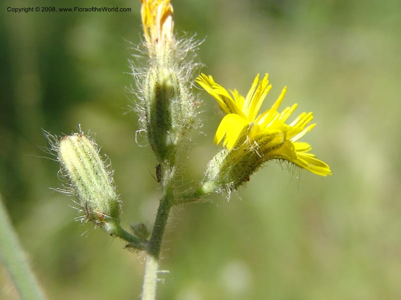 Hieracium scouleri v. albertinum--ID. Valley Co. Sylvan Beach, Reservoir trail. 13 Aug 05. 116.jpg