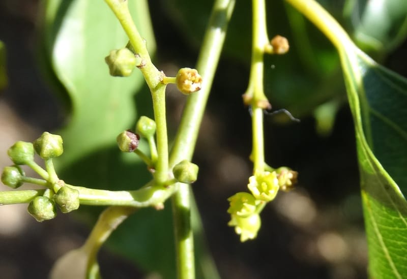 Ventilago, Bruy, D 114--New Caledonia. Tina. 10 Nov 2015. DSC00610 (122).JPG