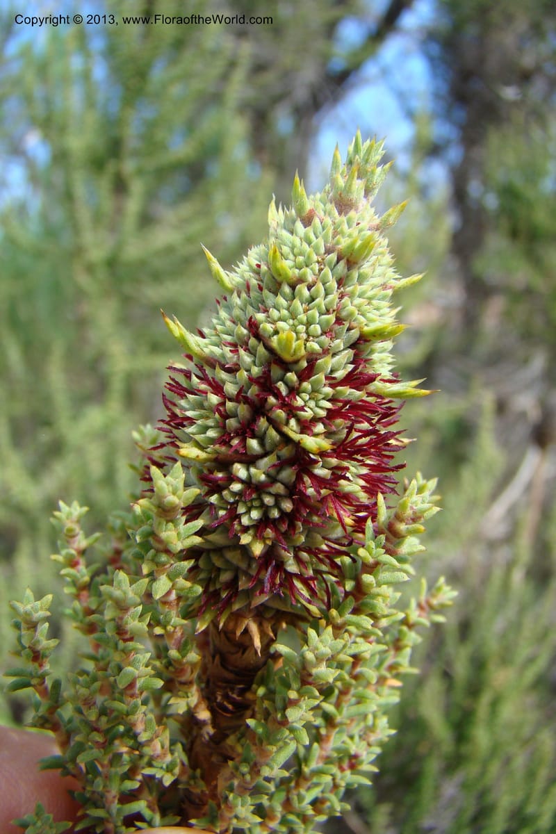 Cliffortia dichotoma, C. Davidson 11570--So Africa. No Cape. Papkuilsfontein. 26 Aug 09. 1 (8).jpg