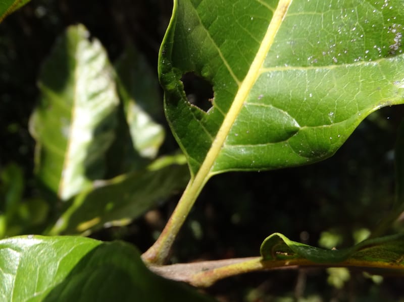 Cupaniopsis, Munzinger, J 7412--New Caledonia. Mont Dzumac. 12 Nov 2015. DSC01563 (406).JPG