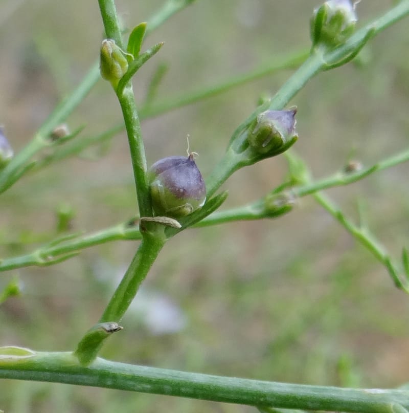 Scrophularia--Kurdistan. 2nd stop after Tawilla. 22 May 2013. DSC04763 (36).JPG