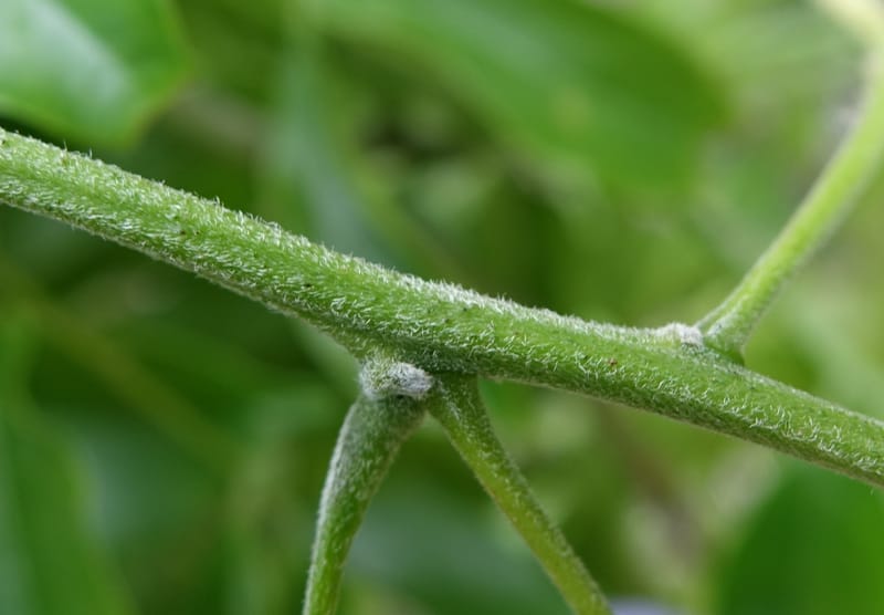 Callerya megasperma, Davidson, C 13335--Australia. Qld. Austinville Rd. 17 Oct 2016. DSC02741 (41).JPG