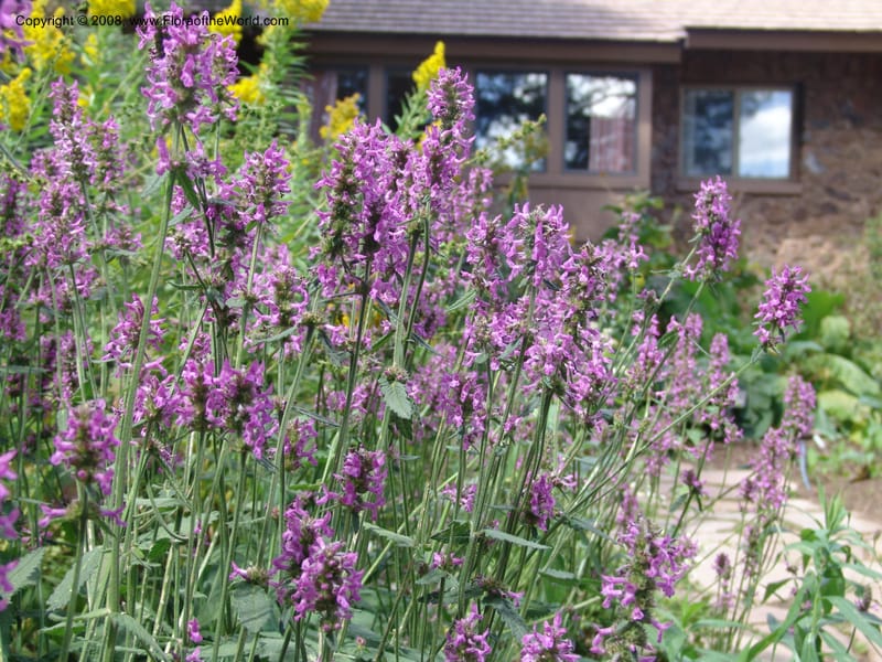 Stachys officinalis--AZ. Arboretum at Flagstaff. 3 Sep 04.044.jpg