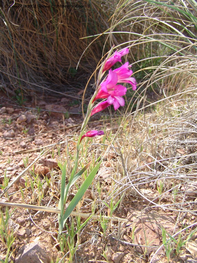 Gladiolus illyricus--Spain. Prov. Almeria. Cabo de Gata. Hill near new lighthouse. 23 Apr 05. 021.jpg