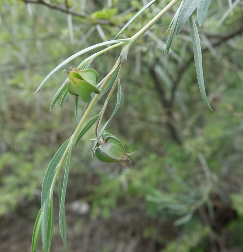 Trichodesma angustifolium, L. Nanyeni 1286--Namibia. Hwy 3031. Odom 155. 31 Mar 2018. DSC04738 (34).JPG