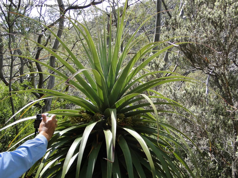 Richea pandanifolia--Tasmania. Woodland walk, Lake Dobson Rd. 30 Jan 2010. 3308 (5).JPG