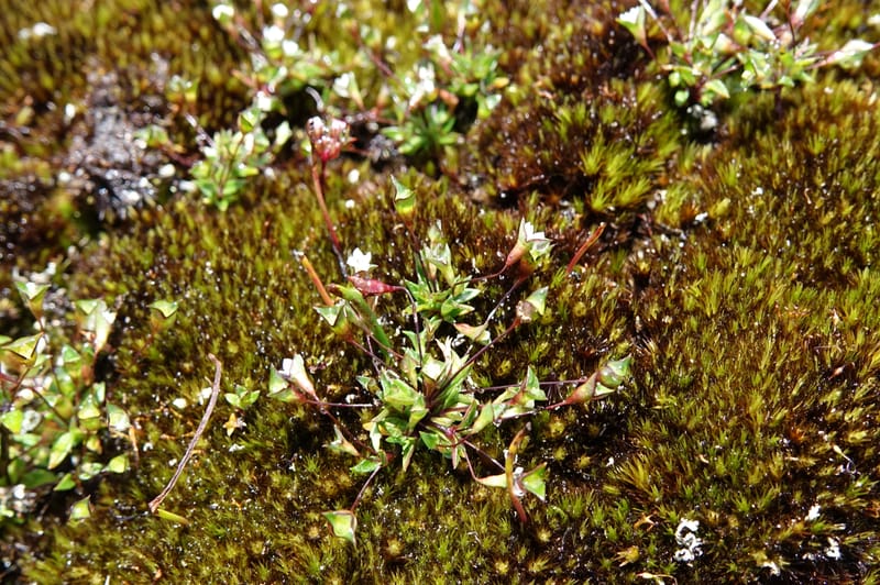 Phyllangium paradoxum, Davidson, V 13496--Australia. W. A. Two People's Bay Nat. Res. 29 Oct 2016. DSC06475 (103).JPG