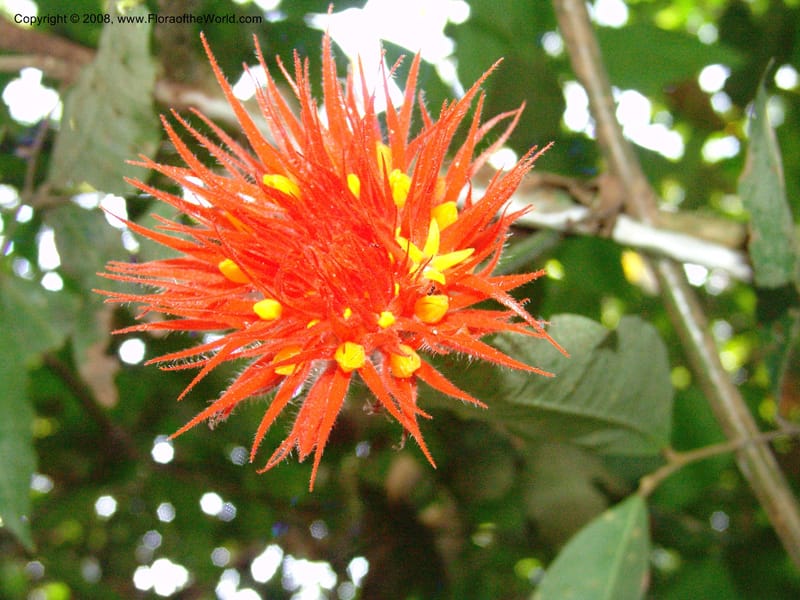 Gurania acuminata, AAraujoM3132--Bolivia. Pq. Nal. Madidi. Chalalan, Send. Jaguar. 25 Sep 06. 489.jpg