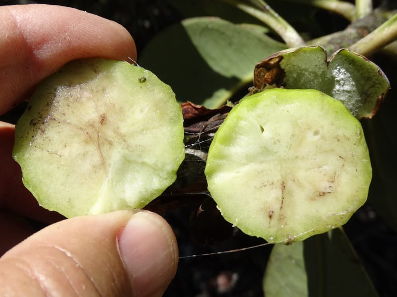 Strasburgeria robusta, Lowry, P 7371--New Caledonia. Mont Dzumac. 12 Nov 2015. DSC01563 (174).JPG