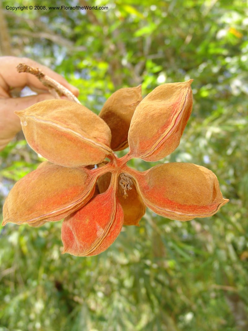 Sterculia tragacantha, GWalters1686--Gabon. Prov. Estuaire. Bambuchine, E of Libreville. 17 Apr 06. 063.jpg