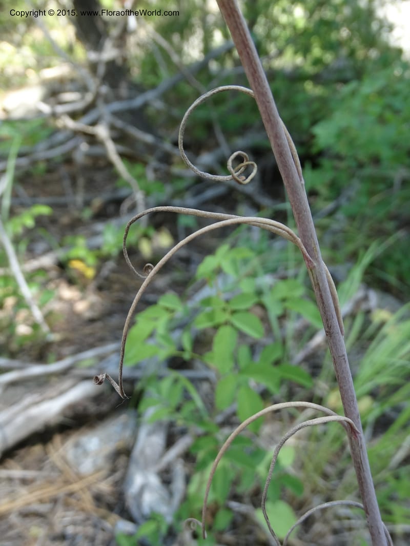 Fritillaria atropurpurea, Davidson, C 12560--Idaho. Valley Co. Payette Lake. Sylvan Beach. 12 Jul 2014. DSC09429 (75).JPG