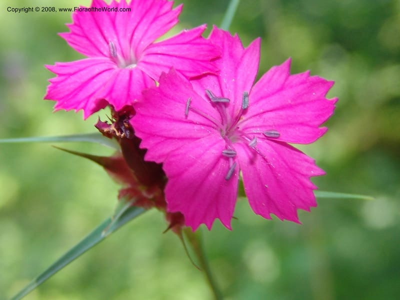 Dianthus subulosus--Georgia. Shio Mgvime Monastery road. 12 Jun 05. 096.jpg