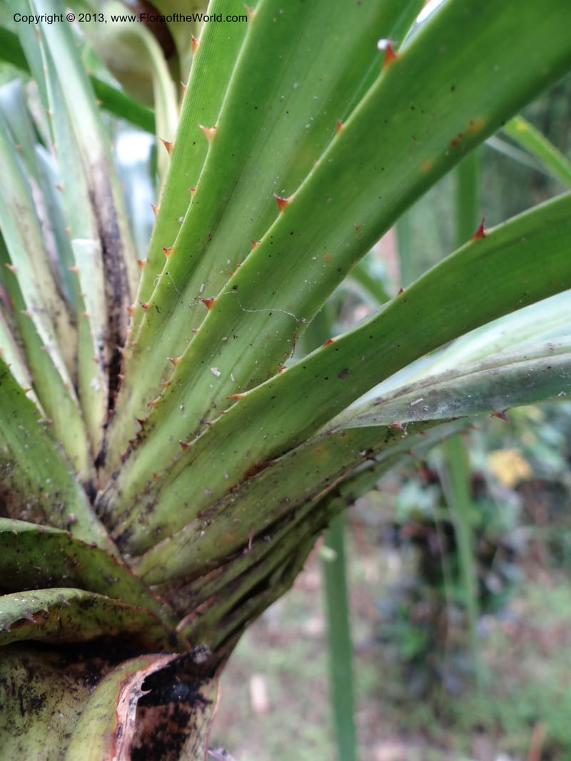 Pandanus calcis, Callmander 1048--Thailand. Prachuap Khiri Khan Prov. Ma Rong Cave. 13 Nov 2012. DSC08906 (88).JPG