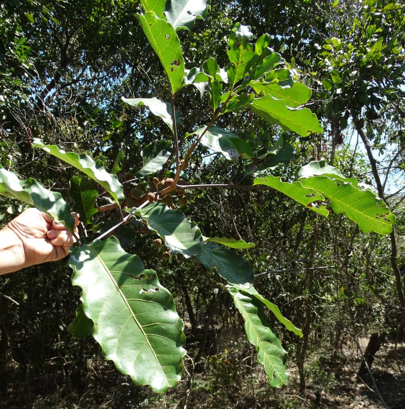 Cupaniopsis, Callmander, M 1227--New Caledonia. Tina. 10 Nov 2015. DSC00610 (13).JPG