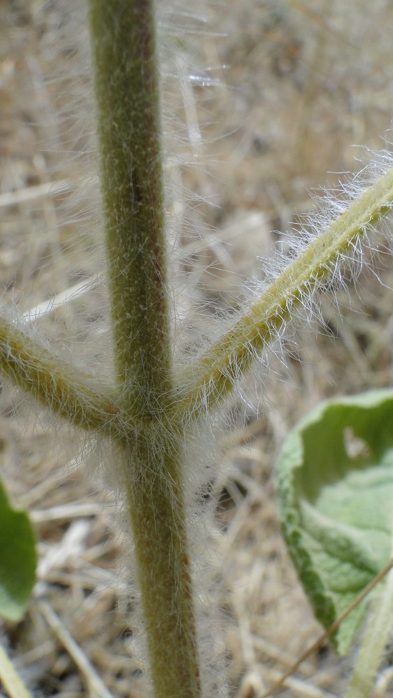 Phlomis rigida, A. G. Miller 118.A20--Iraq. Kurdistan. Shakh-i Pira Magun. 9 June 2010. 014 (7).jpg