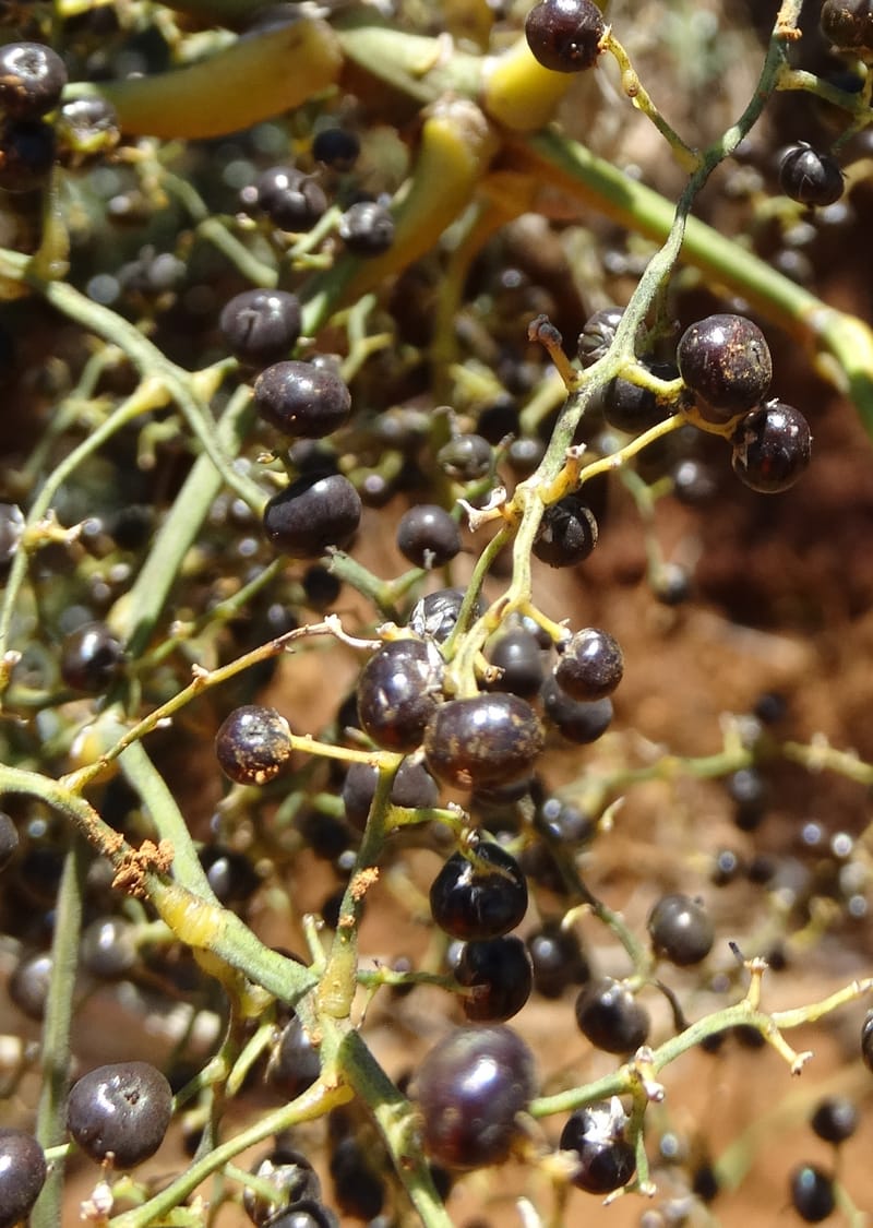 Joinvillea, Callmander, M 1274--New Caledonia. PinPin. 20 Nov 2015. DSC03938 (362).JPG