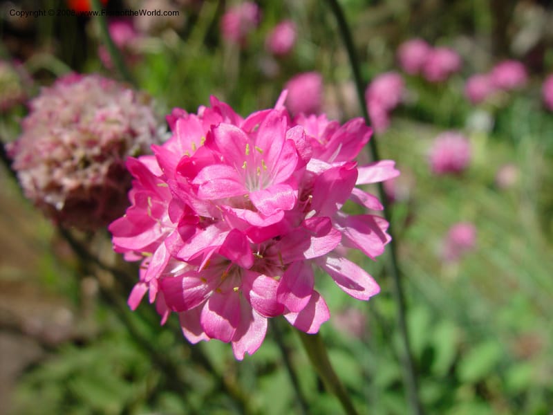 Armeria maritima--Italy. Tuscany. Univ. Firenze. Giard. dei Simplici, Florence. 22 May 03. 003.jpg