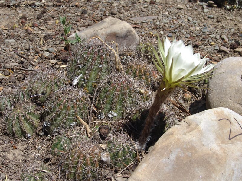 Trichocereus, nr. 1017--Bolivia. La Paz. Jardin Botanico La Paz. 3 Dec 04. 043.jpg