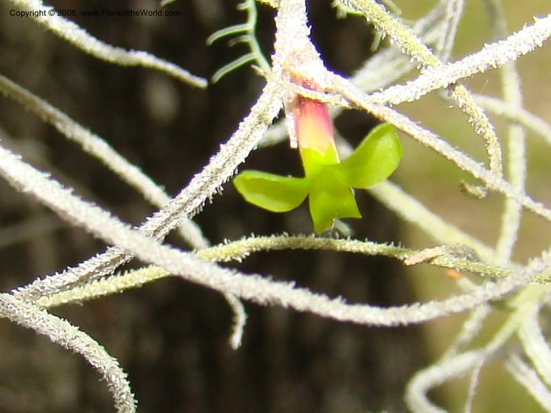 Tillandsia usneoides, CDavidson11164--TX. Walker Co. Newport Village Rd. 27 Apr 08. 141.jpg