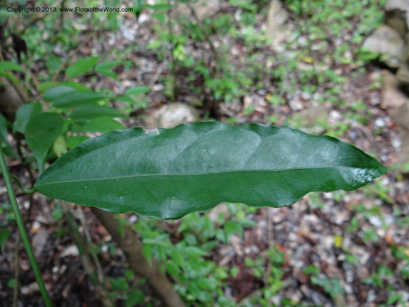 Tiliacora, VC 5586--Thailand. Prachuap Khiri Khan Prov. Ma Rong Cave. 13 Nov 2012. DSC08906 (37).JPG