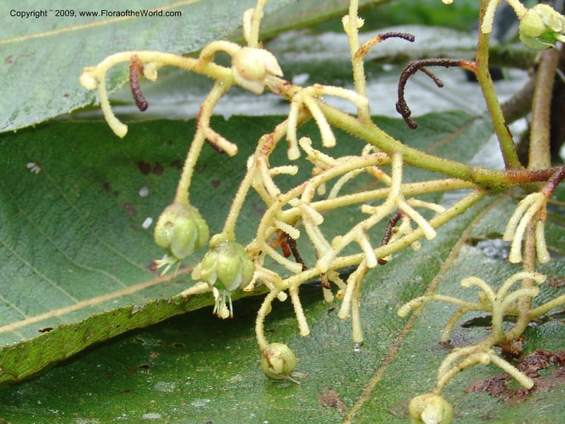 Saurauia, Croat94636--Ecuador. Prov. Pichincha. Reserva Bellavista. 14 Feb 05.  227.jpg