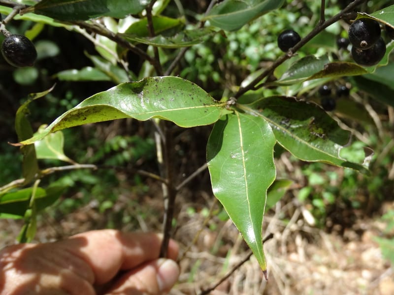Cryptocarya, Lowry, P 7345--Fiji. Vesidrua Vill. 5 Nov 2015. DSC09215 (266).JPG