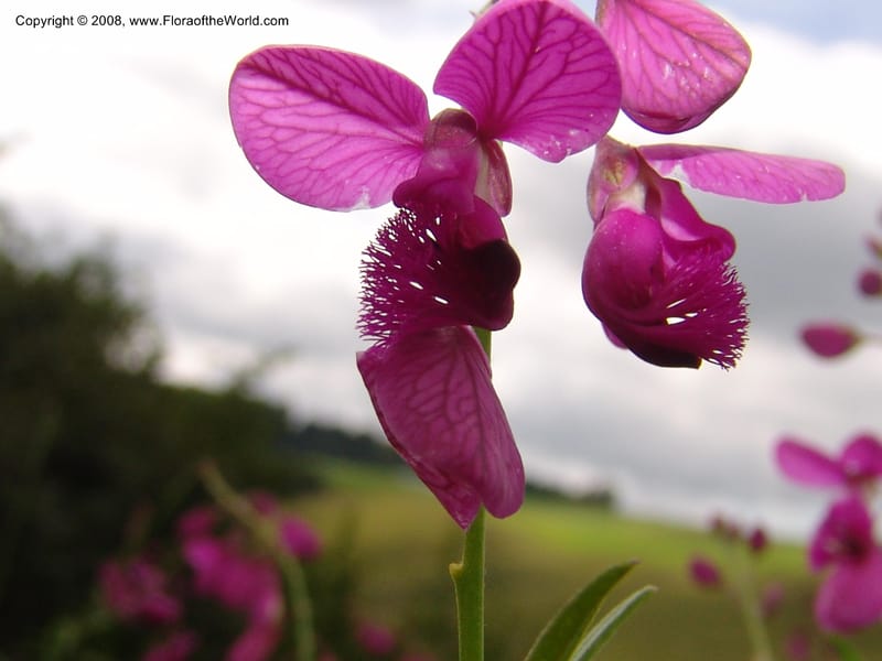 Polygala virgata--So.Africa. KZN. Midl. Meand. Granny Mouse. 13 Mch 05. 028.jpg