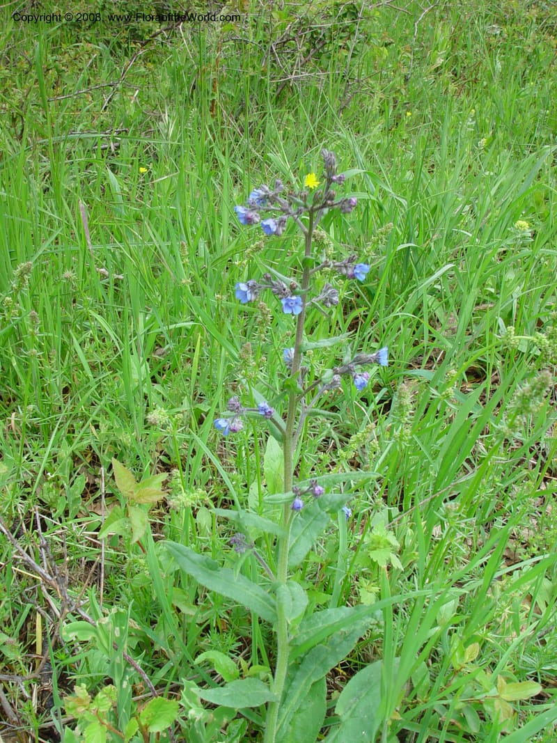 Anchusa--Italy. Roccamorice, restaurant near Eremi di San Bartolomeo, Abruzzo. 10 May 02. 056.jpg