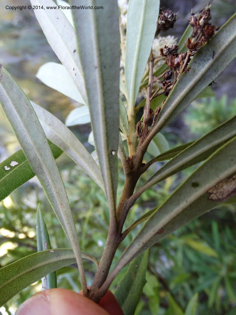 Brachylaena neriifolia, Davidson, C 12284--South Africa. Western Cape. Karatara River. 21 Jan 2014. DSC00950 (105).JPG