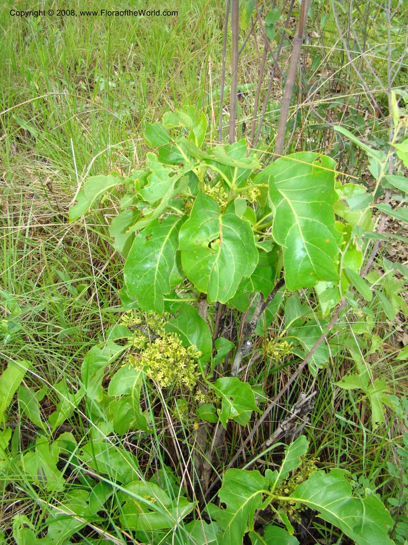 Vangueria madagascariensis, RGereau6983--Tanz. Mbeya R. Distr. Pungaluma Hills. 23 Jan 08. 029.jpg