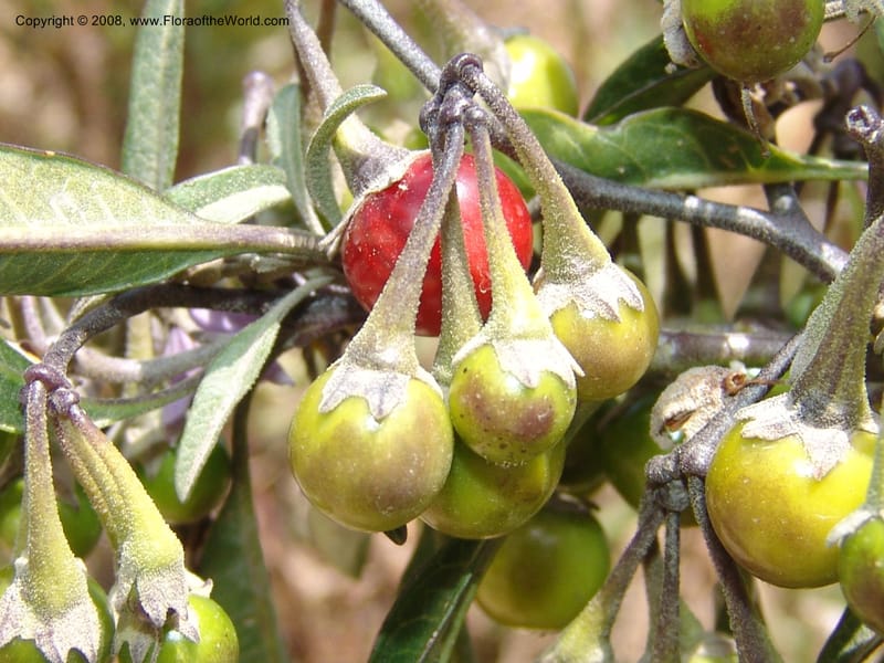 Solanum, AAraujoM3012--Bolivia.  Prov.B.Saavedra. Charazani to La Paz. 20 Sep 06. 108.jpg