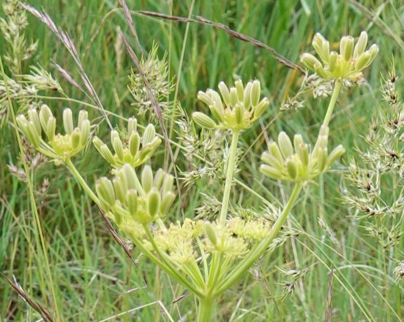 Lomatium triternatum, C. Davidson 13753--Oregon. Wallowa Co. Zumwalt.Trail Cr. Rd. 4 Jun 2018. DSC04078 (108).JPG