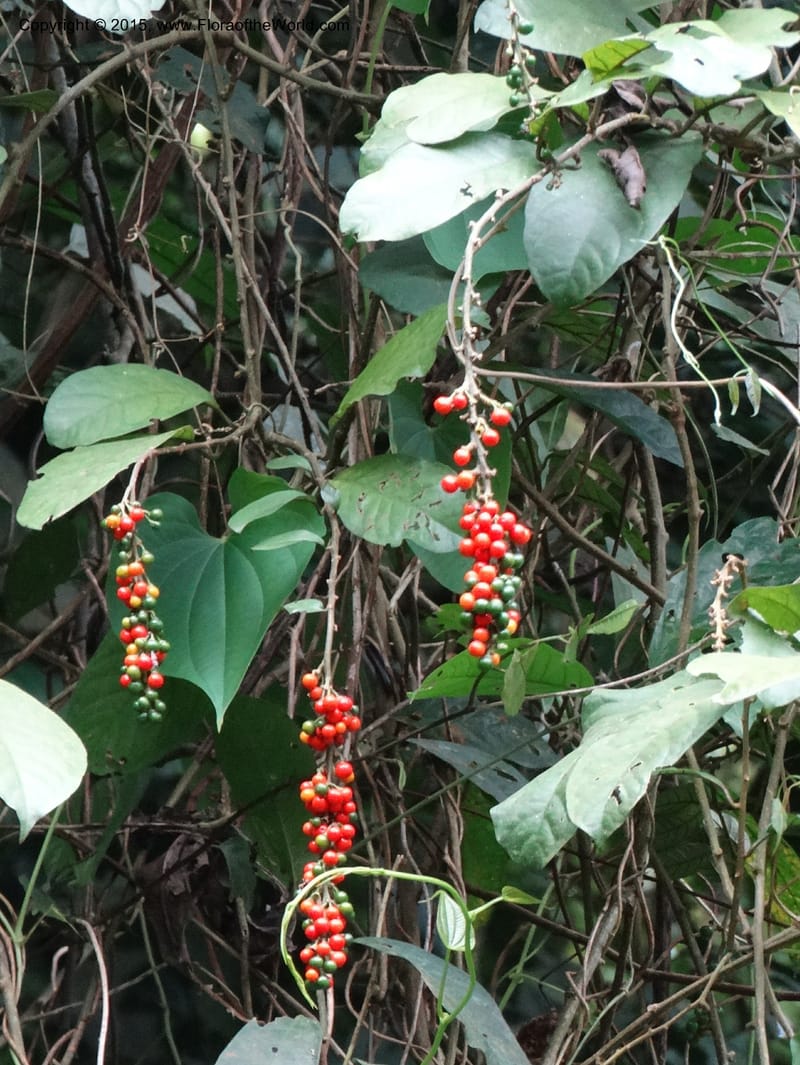 Solanum, Davidson, C 12333--Cameroon. Etome Village to Etinde. 18 Mar 2014. DSC02275 (172).JPG
