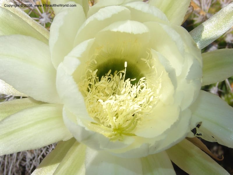 Echinopsis bridgesii--Bolivia. La Paz. Send. Aguila. 4 Dec 04. 150.jpg