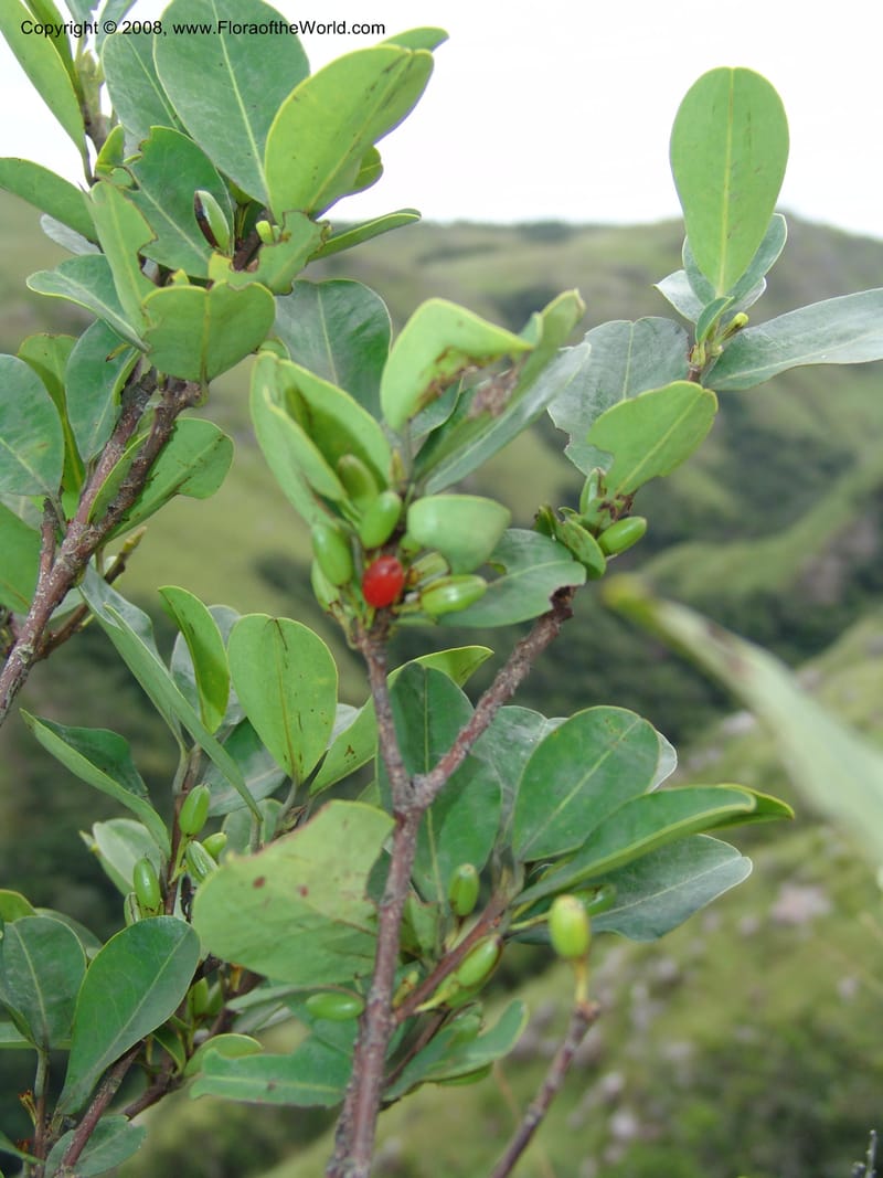 Erythroxylum pictum--So.Africa. E. Cape. Umtamvuna Nat. Res. 11 Mch 05. 258.jpg
