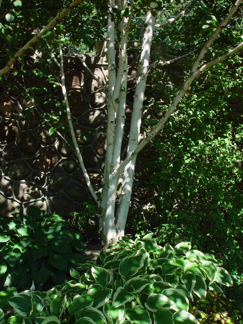 Betula jaquemontii--Canada. Casa Loma, Toronto, Ontario. 11 Aug 02. 004.jpg