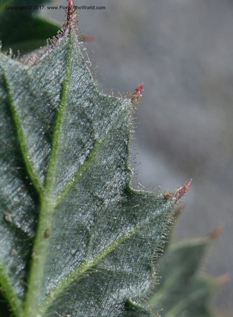Gilia latifolia, Davidson, C 13078--California. Inyo Co. Last Chance Mts. 16 Apr 2016.  (133).JPG