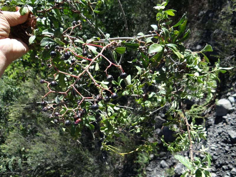 Cissus striata, WDS 34100--Chile. Rd to El Abanico. Pte. Polcura odom 16.6. 17 Feb 2013. DSC01401 (232).JPG