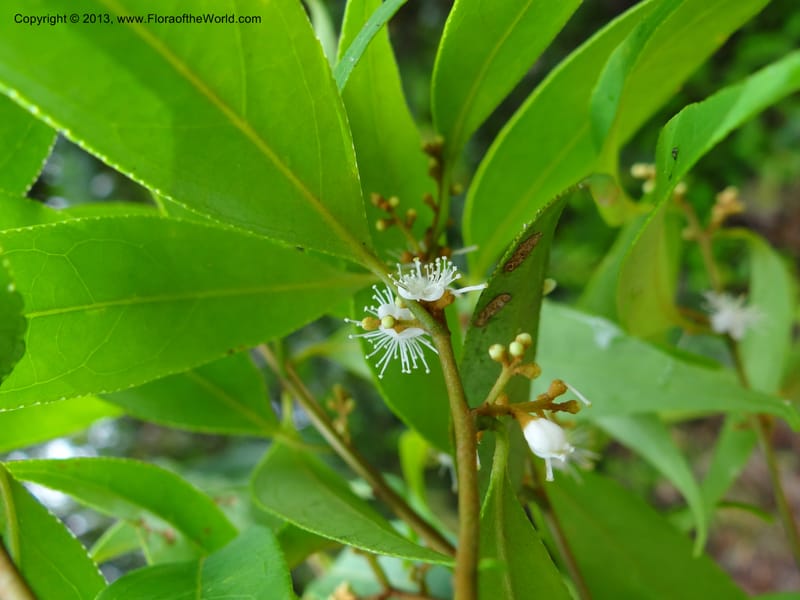 Symplocos, S.98876--Malaysia, Sarawak. Kubah Nat. Park. 28 Mar 2012. DSC05973 (137).JPG