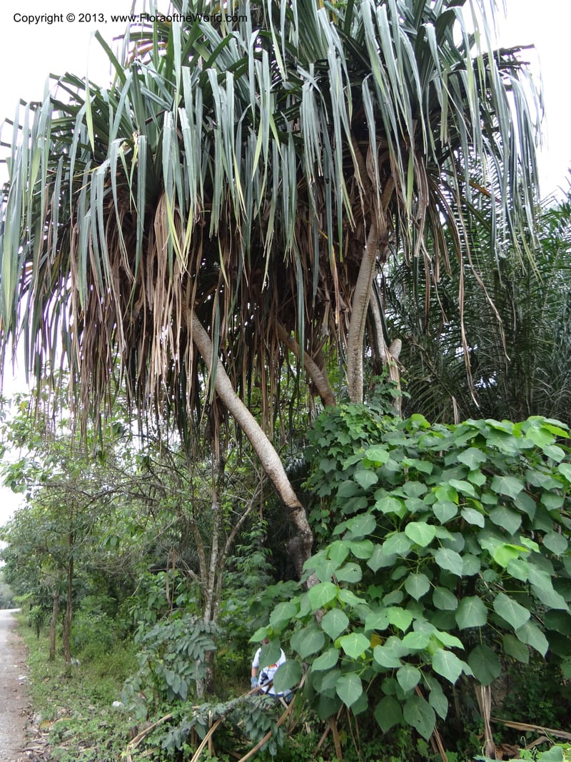Pandanus unicornutus, Callmander, M 1049--Thailand. Chumphon Prov. Tambon Mab Amarit. 13 Nov 2012. DSC09009 (12).JPG