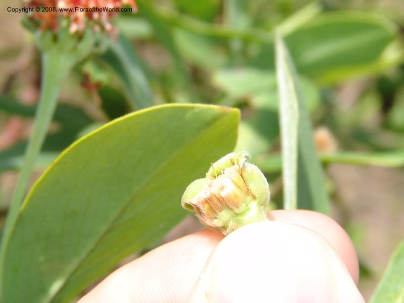 Gnidia daphnifolia, Z.Rogers954--Madag. Prov.Toliara. Belavenoky, Rd Tolinaro-Ste. Luce. 23 Jan 06. 033.jpg