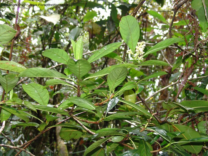 Rudgea viburnoides, RVasquez 31539--Peru. Prov. Oxa. Estac. Paujil. Send. El Mirador. 16 Oct 06. 146 (1).jpg